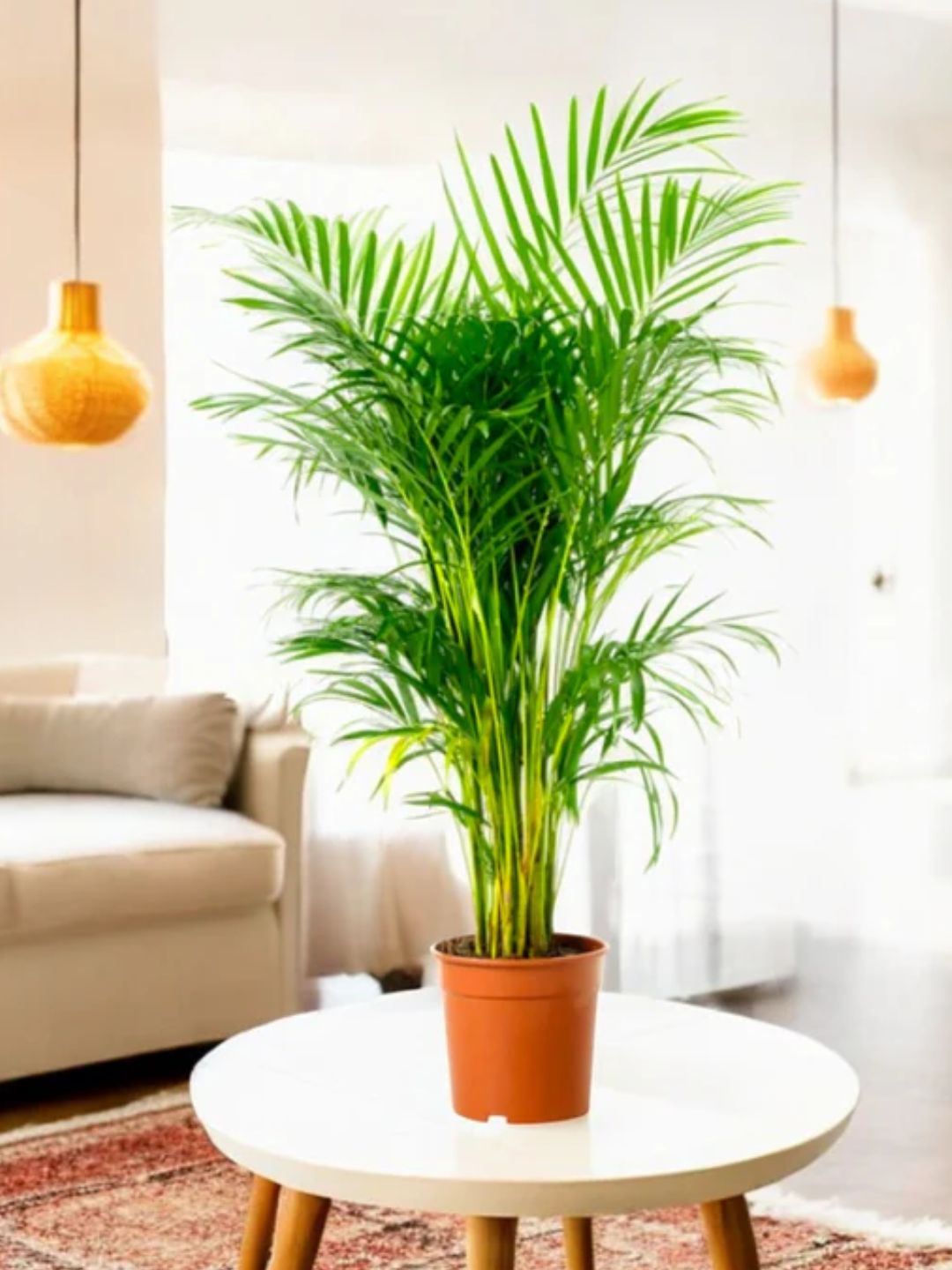 Areca Palm Plant – Natural Air Purifier