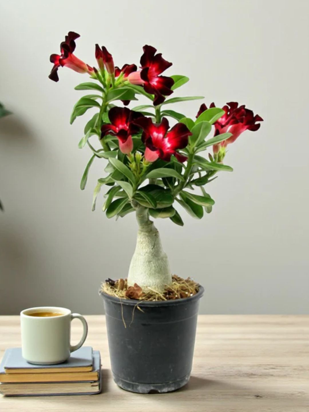 Adenium Desert Rose – Elegant Indoor Bonsai