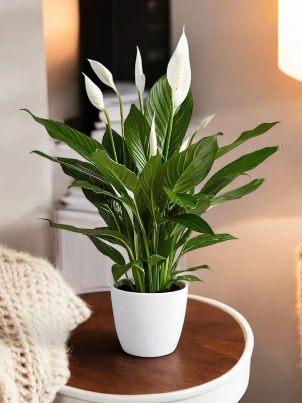 Peace Lily Plant – Elegant Indoor Air Purifier