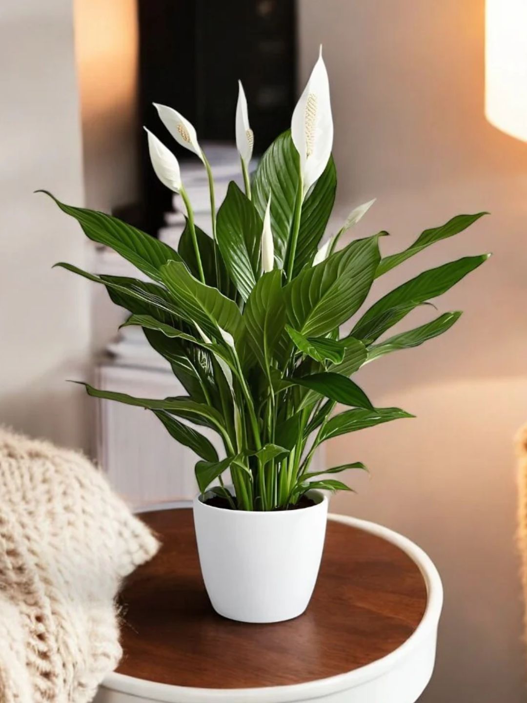 Peace Lily Plant – Elegant Indoor Air Purifier