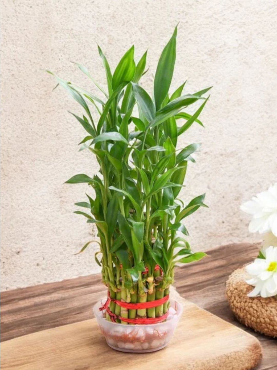 Two Layer Lucky Bamboo Plant – Symbol of Prosperity & Good Fortune