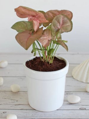 Syngonium Pink Plant – The Elegant Indoor Air Purifier