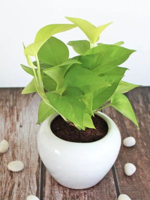 Golden Money Plant – Symbol of Prosperity & Good Luck