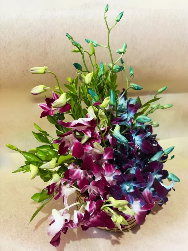 Elegant Dual-Tone Orchid Basket Arrangement