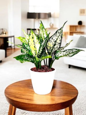Elegant Aglaonema Indoor Plant in White Pot