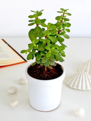 Jade Plant – The Symbol of Prosperity in White Ceramic Pot