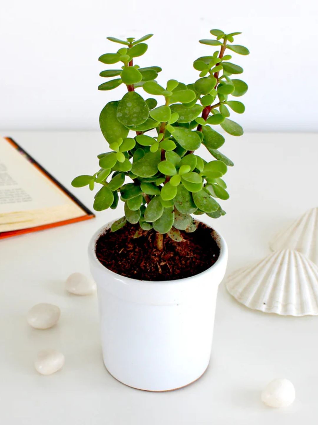 Jade Plant – The Symbol of Prosperity in White Ceramic Pot