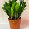 Green ZZ Plant Indoor Pot