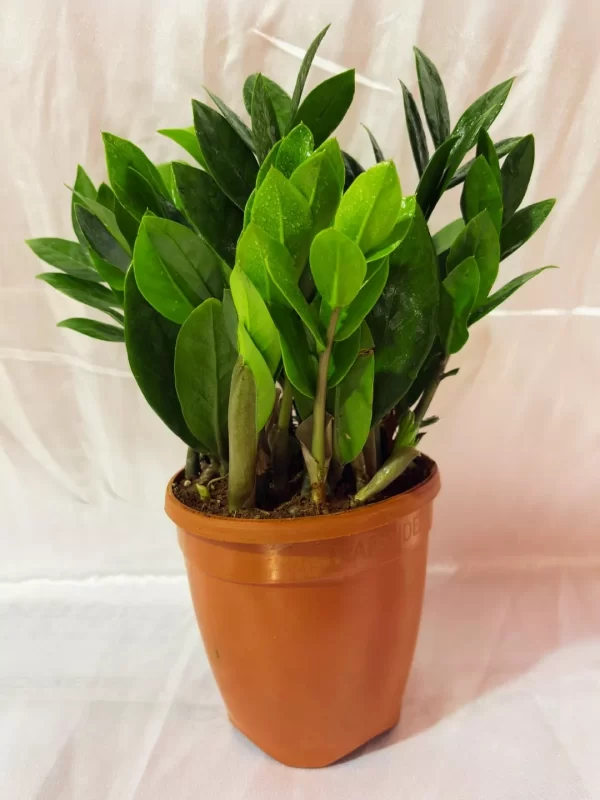 Green ZZ Plant Indoor Pot
