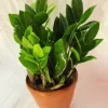 Green ZZ Plant Indoor Pot