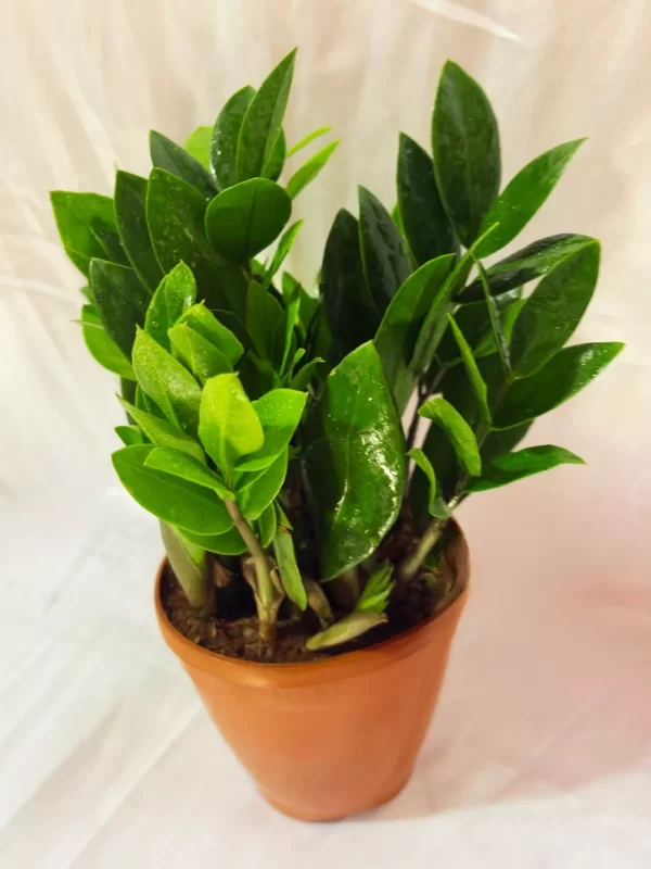 Green ZZ Plant Indoor Pot