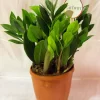 Green ZZ Plant Indoor Pot