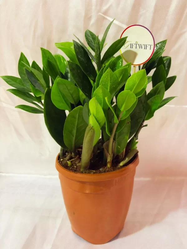 Green ZZ Plant Indoor Pot