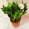 Green ZZ Plant Indoor Pot