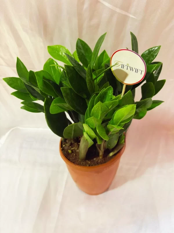 Green ZZ Plant Indoor Pot